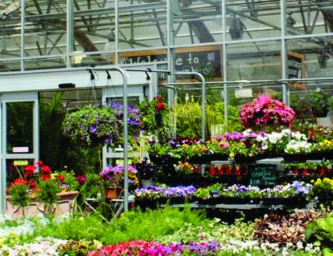 Flowers in a greenhouse