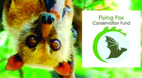 Flying Fox