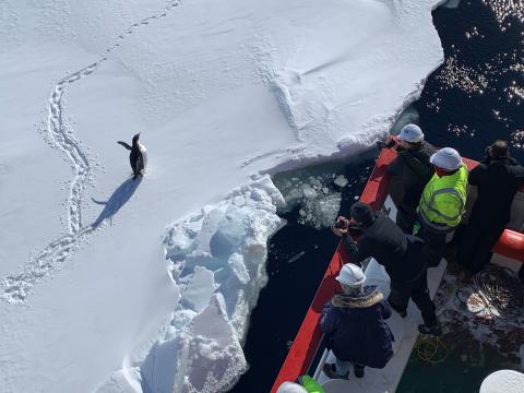 looking down at penguin