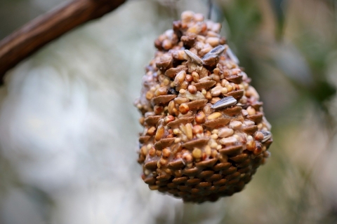 Pine cone bird feeder