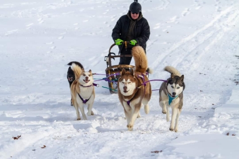 Huskies in snow