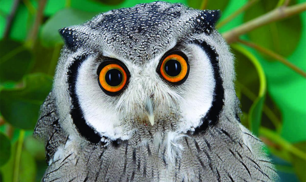 owl