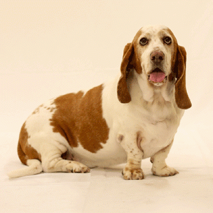 Basset Hound