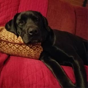 A black Labrador Retriever sleeping on a pillow.